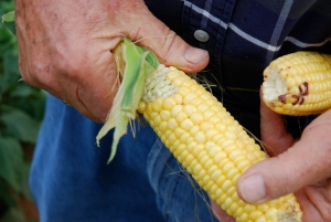 Corn Fraser Valley harvest