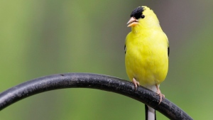 Goldfinch